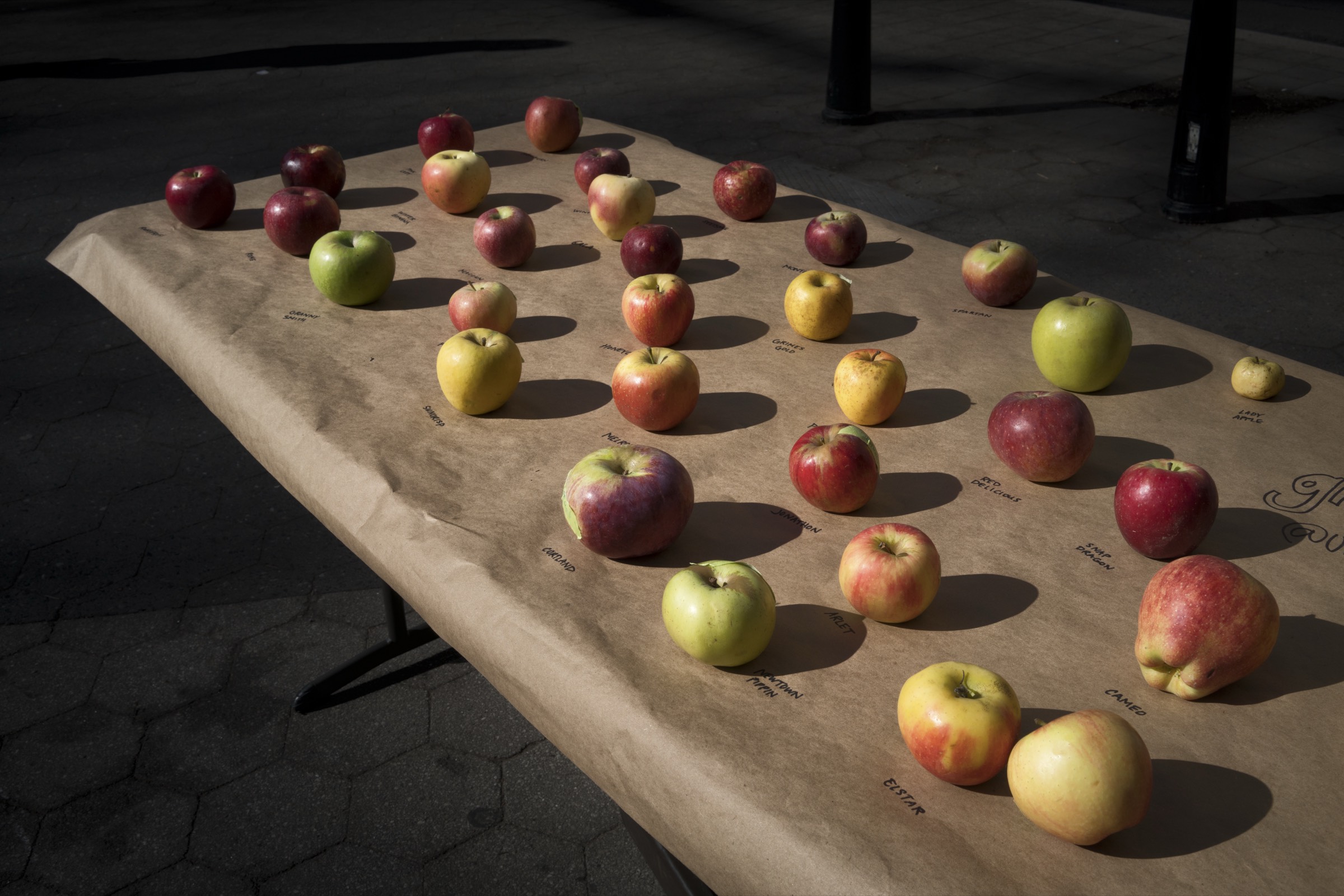 Dozens of labeled apple varieties — Granny Smith, Honeycrisp, Red Delicious, Cameo and more — laid out in the sun on kraft paper at the Union Square greenmarket